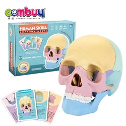 CB987481 CB987482 - Medical science human skull DIY bone model toy assembling games